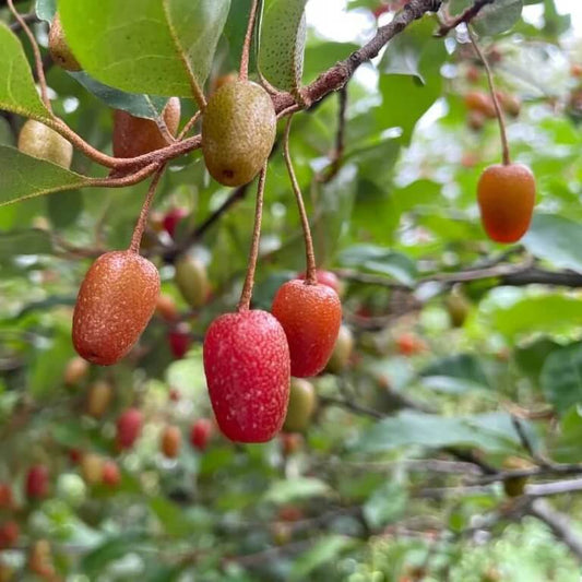 Superfruit Berry Bush seeds