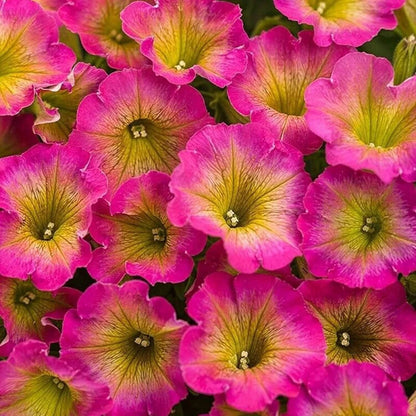 Supertunia Petunia Seeds - Flower Plant