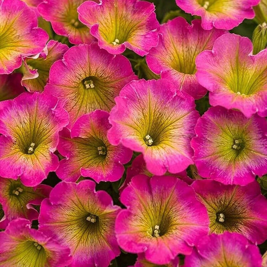 Supertunia Petunia Seeds - Flower Plant