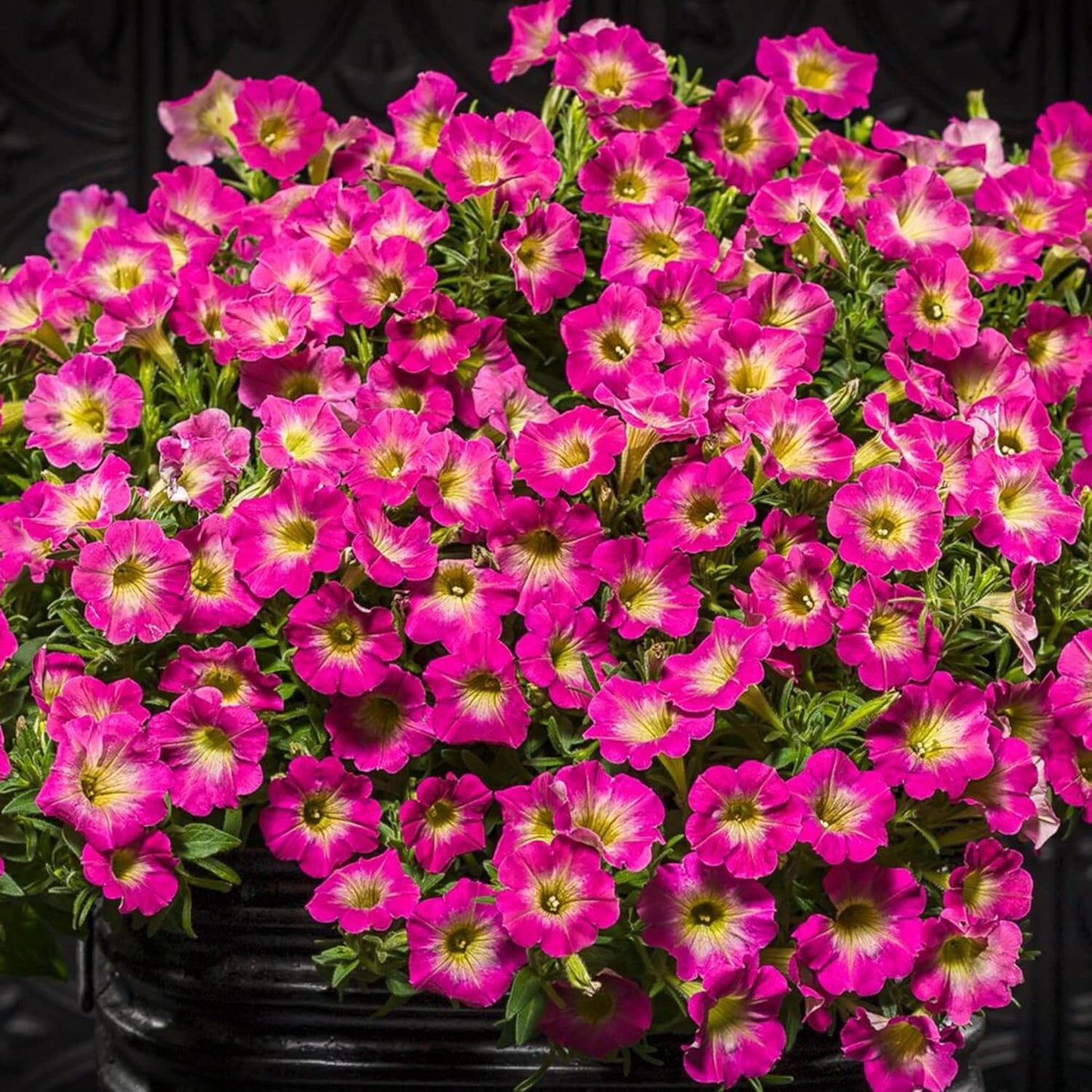 Supertunia Petunia Seeds - Flower Plant