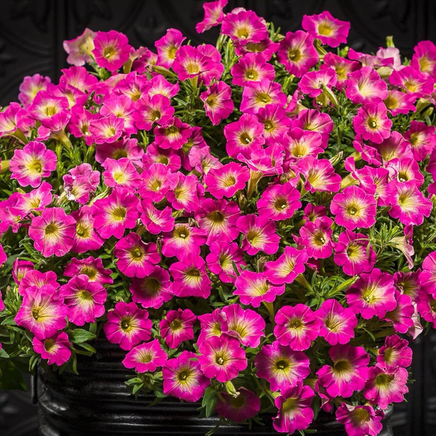 Supertunia Petunia Seeds - Flower Plant