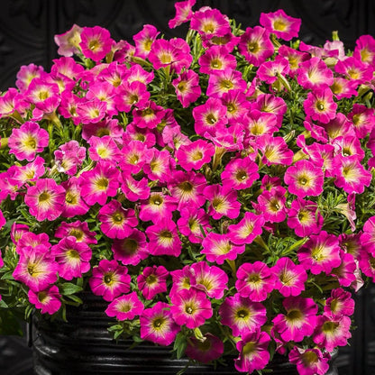 Supertunia Petunia Seeds - Flower Plant