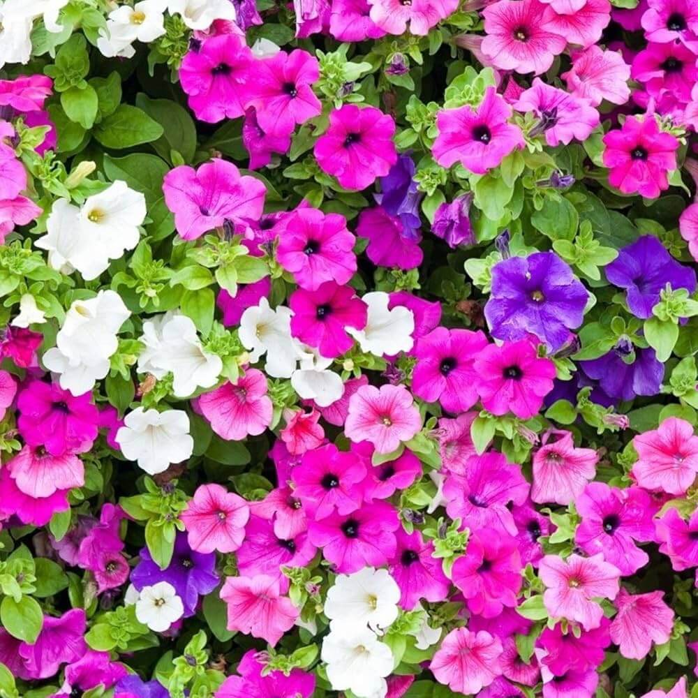 Supertunia Petunia Seeds - Flower Plant