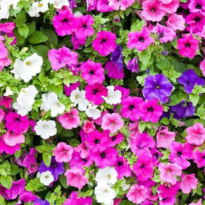 Supertunia Petunia Seeds - Flower Plant