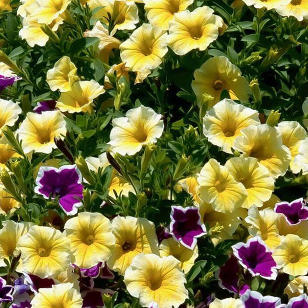 Supertunia Saffron Finch Seeds - Heirloom Flower Plant for Home Gardens