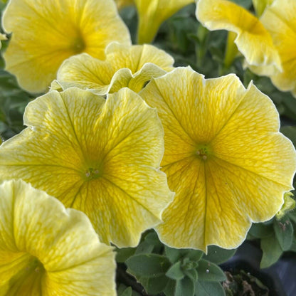 Supertunia Saffron Finch Seeds - Heirloom Flower Plant for Home Gardens