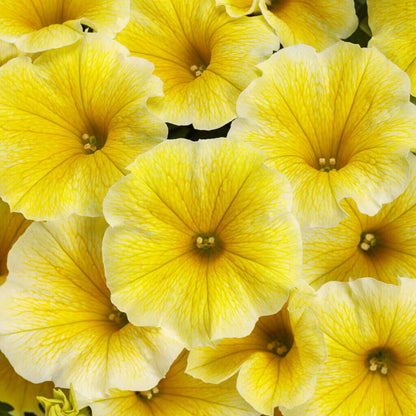 Supertunia Saffron Finch Seeds - Heirloom Flower Plant for Home Gardens