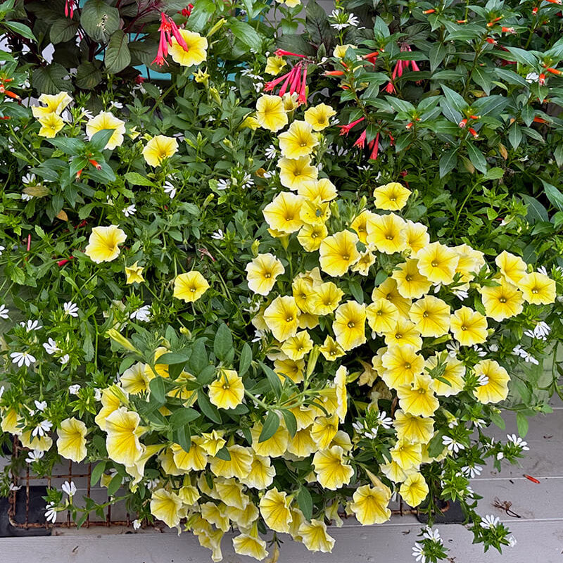 Supertunia Saffron Finch Seeds - Heirloom Flower Plant for Home Gardens