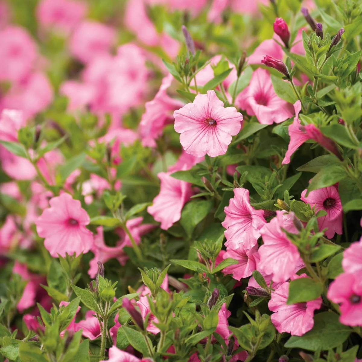 Supertunia Vista Bubblegum Seeds - Heirloom Flower Plant for Home Gardens