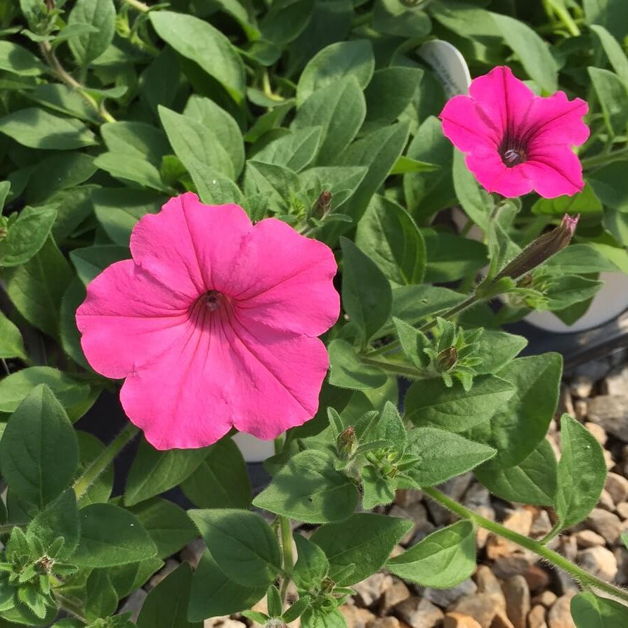 Supertunia Vista Bubblegum Seeds - Heirloom Flower Plant for Home Gardens
