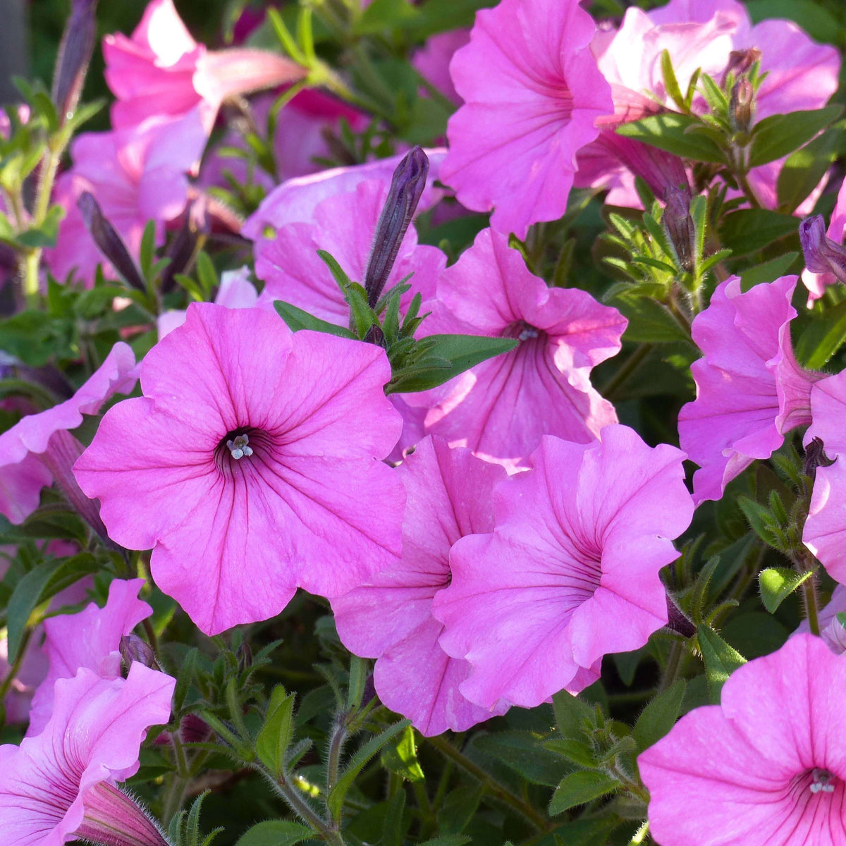 Supertunia Vista Bubblegum Seeds - Heirloom Flower Plant for Home Gardens