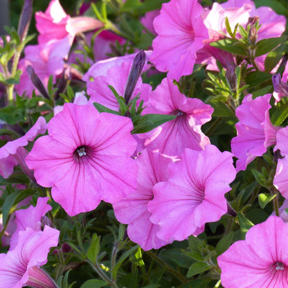 Supertunia Vista Bubblegum Seeds - Heirloom Flower Plant for Home Gardens