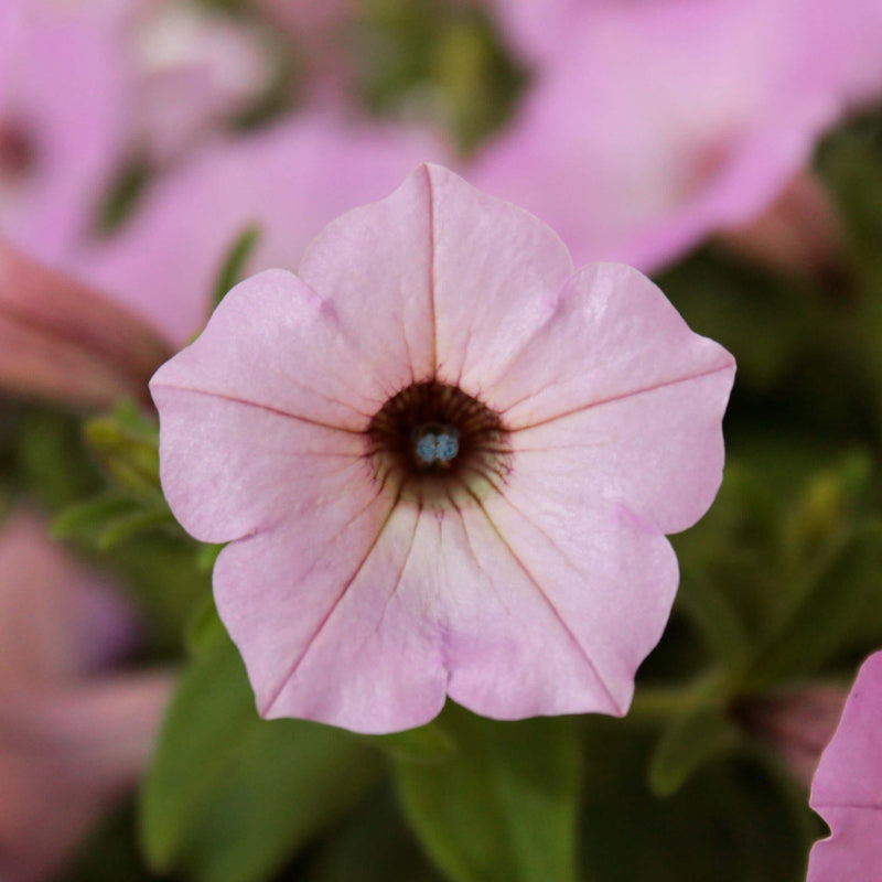 Supertunia Vista Cool Jazz Seeds - Heirloom Flower Plant for Home Gardens