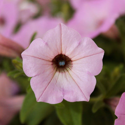 Supertunia Vista Cool Jazz Seeds - Heirloom Flower Plant for Home Gardens