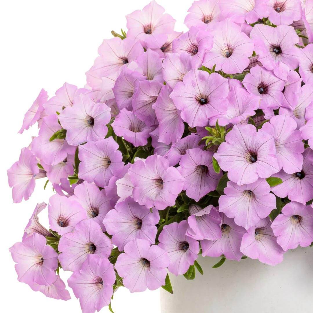 Supertunia Vista Cool Jazz Seeds - Heirloom Flower Plant for Home Gardens
