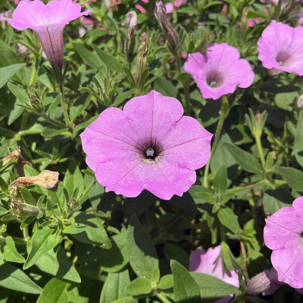 Supertunia Vista Cool Jazz Seeds - Heirloom Flower Plant for Home Gardens