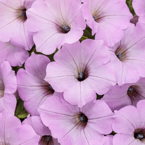 Supertunia Vista Cool Jazz Seeds - Heirloom Flower Plant for Home Gardens