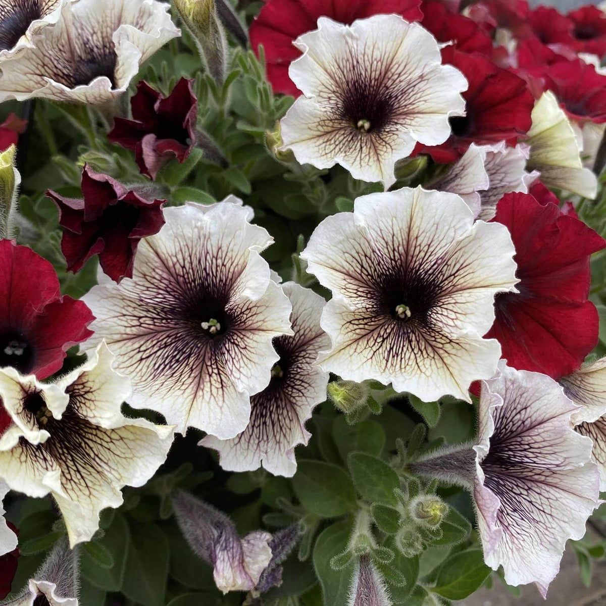 Supertunia Vista Latte Seeds - Heirloom Flower Plant for Home Gardens