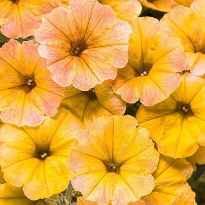 Supertunia Vista Latte Seeds - Heirloom Flower Plant for Home Gardens
