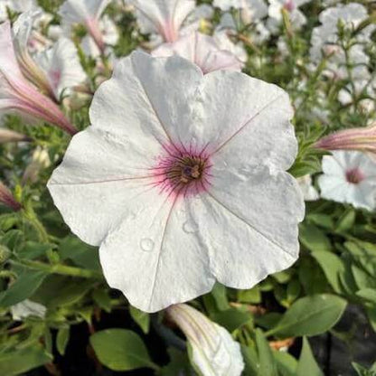 Supertunia Vista Latte Seeds - Heirloom Flower Plant for Home Gardens