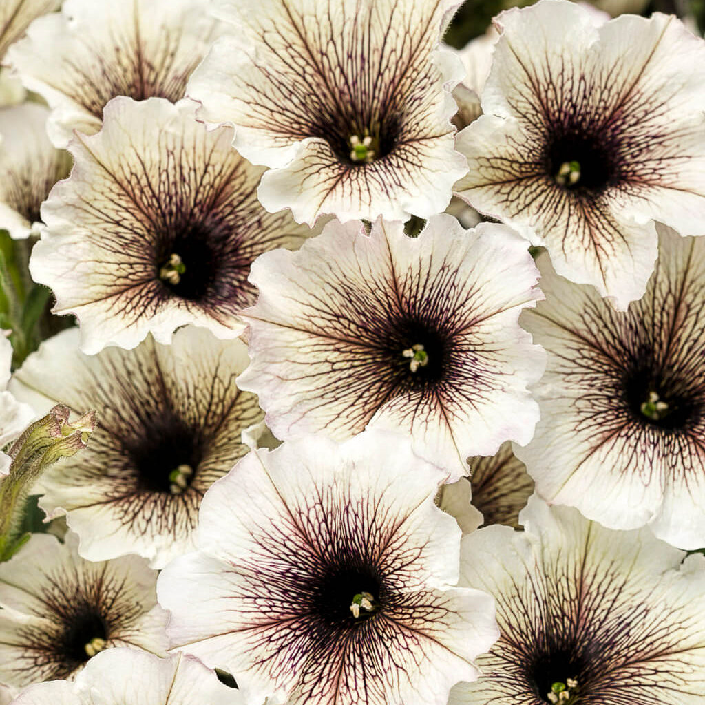 Supertunia Vista Latte Seeds - Heirloom Flower Plant for Home Gardens