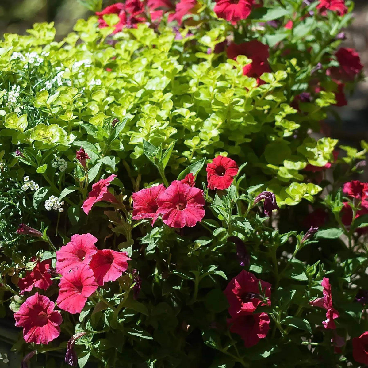 Supertunia Vista Paradise Seeds - Heirloom Flower Plant for Home Gardens