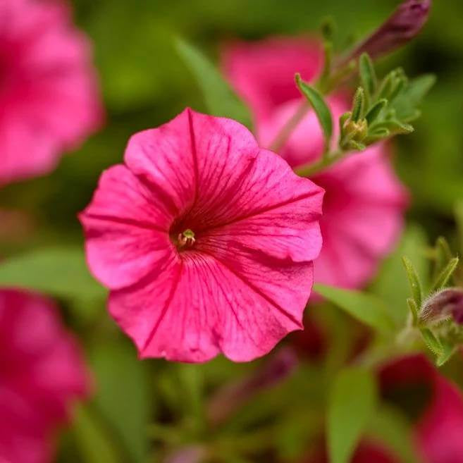 Supertunia Vista Paradise Seeds - Heirloom Flower Plant for Home Gardens