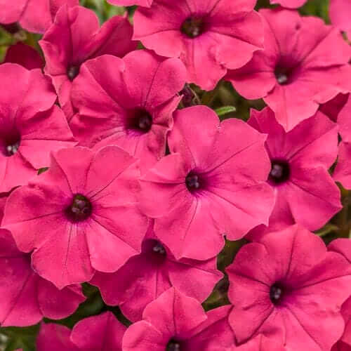 Supertunia Vista Paradise Seeds - Heirloom Flower Plant for Home Gardens
