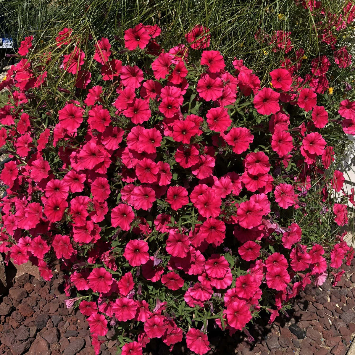 Supertunia Vista Paradise Seeds - Heirloom Flower Plant for Home Gardens