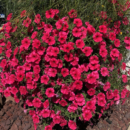 Supertunia Vista Paradise Seeds - Heirloom Flower Plant for Home Gardens
