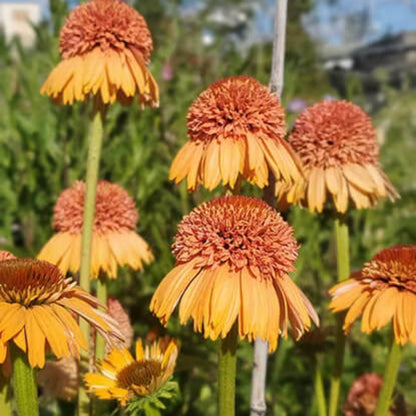 Supreme Cantaloupe Echinacea Seeds