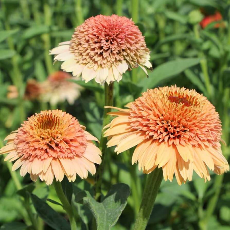 Supreme Cantaloupe Echinacea Seeds