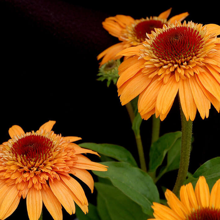 Supreme Cantaloupe Echinacea Seeds