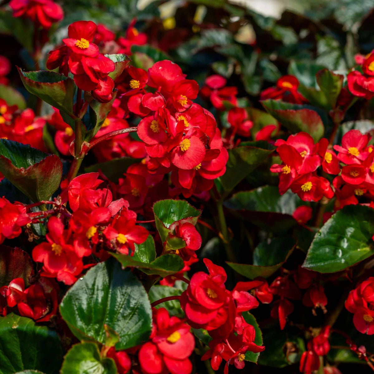 Surefire Cherry Cordial Begonia Seeds - Heirloom Flower Plant for Home Gardens