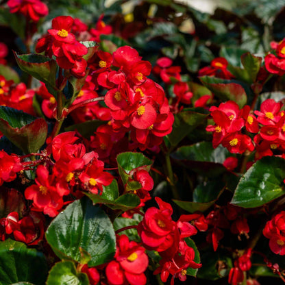 Surefire Cherry Cordial Begonia Seeds - Heirloom Flower Plant for Home Gardens