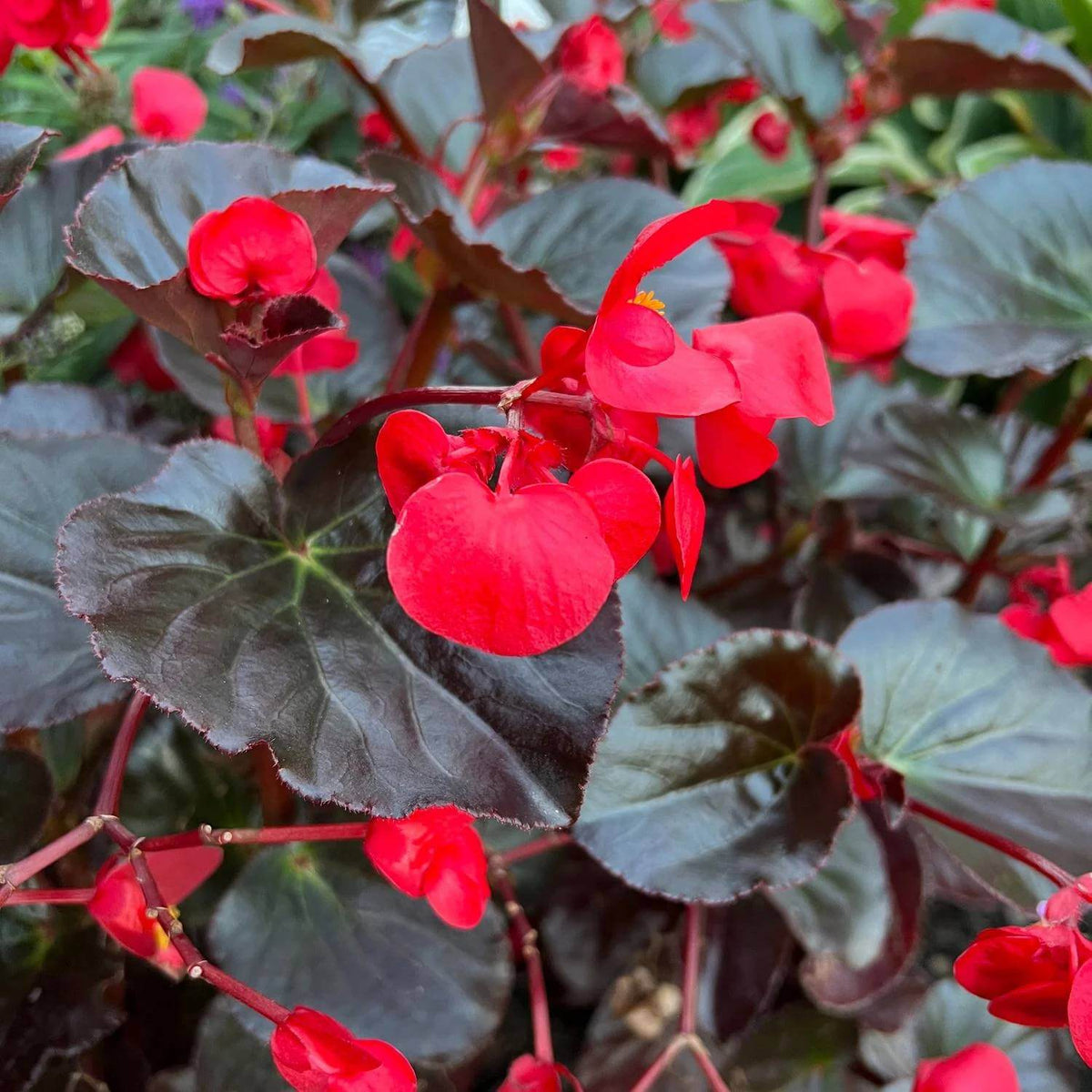 Surefire Cherry Cordial Begonia Seeds - Heirloom Flower Plant for Home Gardens