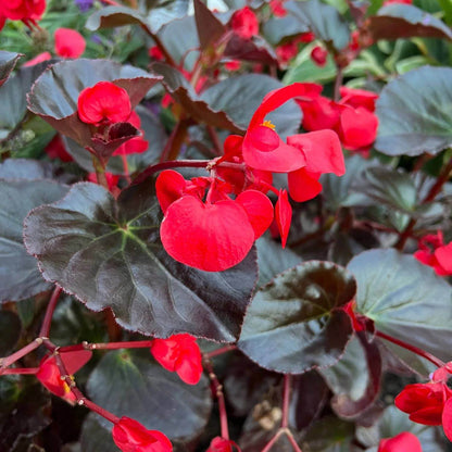 Surefire Cherry Cordial Begonia Seeds - Heirloom Flower Plant for Home Gardens