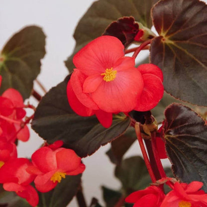 Surefire Cherry Cordial Begonia Seeds - Heirloom Flower Plant for Home Gardens