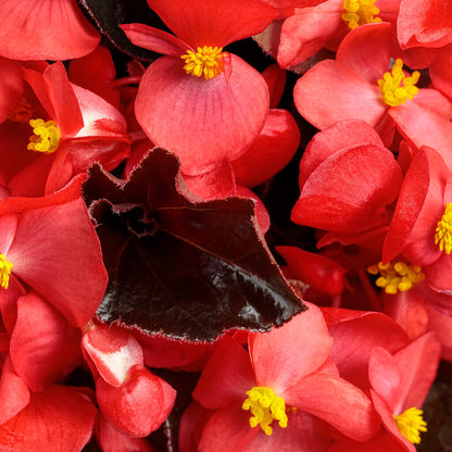 Surefire Cherry Cordial Begonia Seeds - Heirloom Flower Plant for Home Gardens