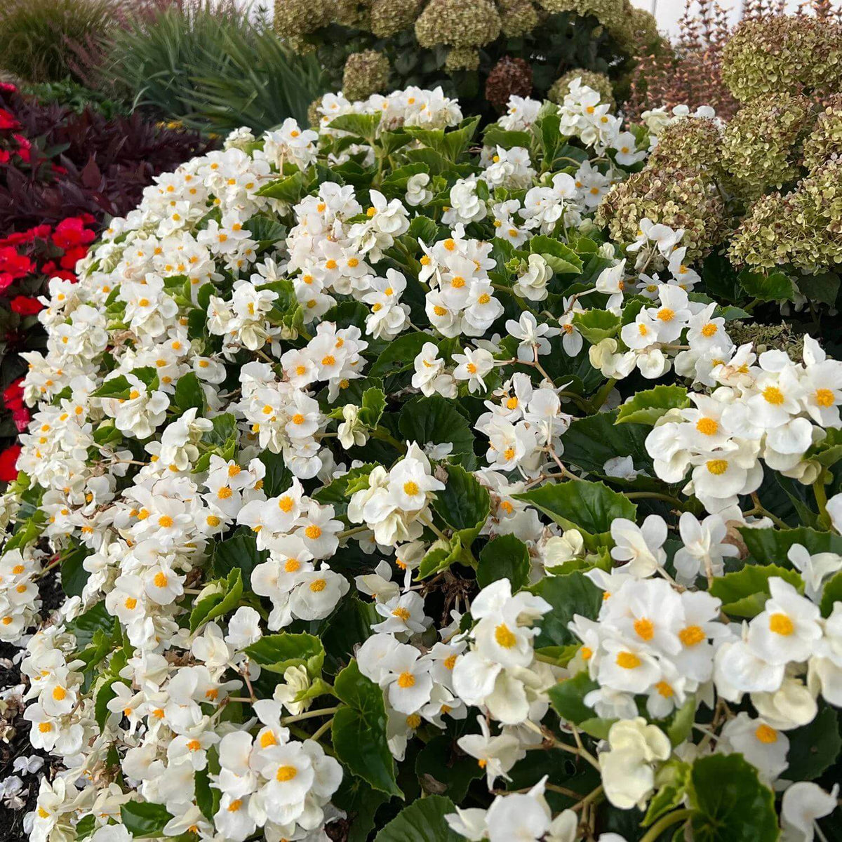 Surefire White Begonia Seeds - Heirloom Flower Plant for Home Gardens