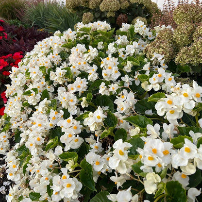 Surefire White Begonia Seeds - Heirloom Flower Plant for Home Gardens