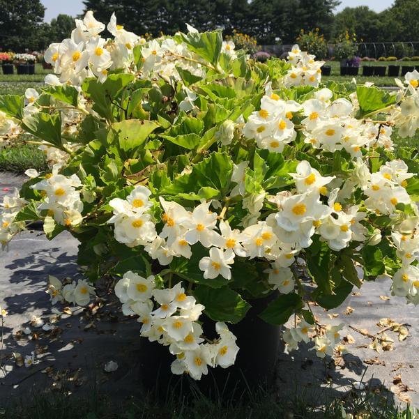 Surefire White Begonia Seeds - Heirloom Flower Plant for Home Gardens