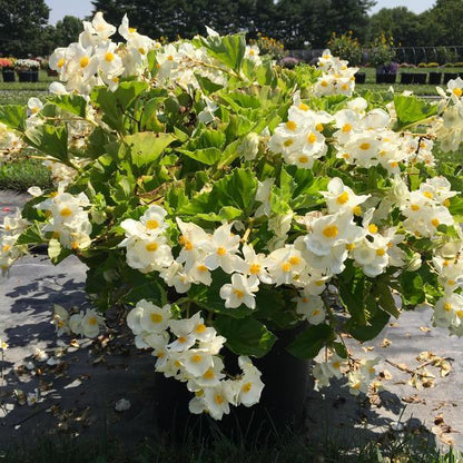 Surefire White Begonia Seeds - Heirloom Flower Plant for Home Gardens