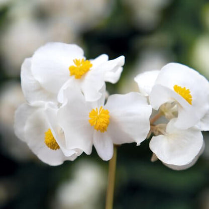 Surefire White Begonia Seeds - Heirloom Flower Plant for Home Gardens