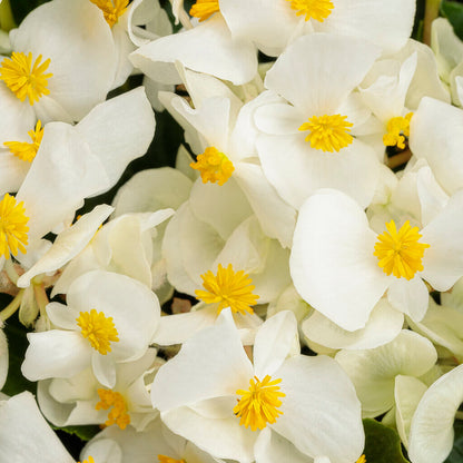 Surefire White Begonia Seeds - Heirloom Flower Plant for Home Gardens