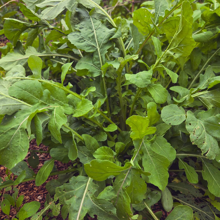 Surrey Arugula Seeds