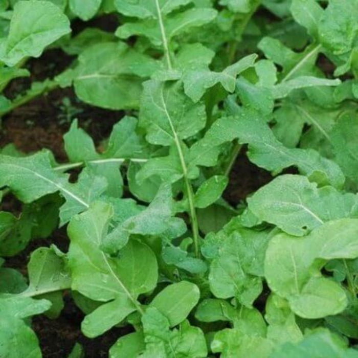 Surrey Arugula Seeds