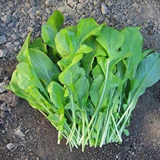 Surrey Arugula Seeds - Heirloom Vegetable Plant for Home Gardens