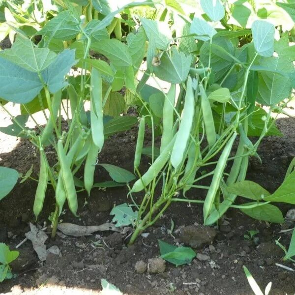 Survival Garden Beans seeds
