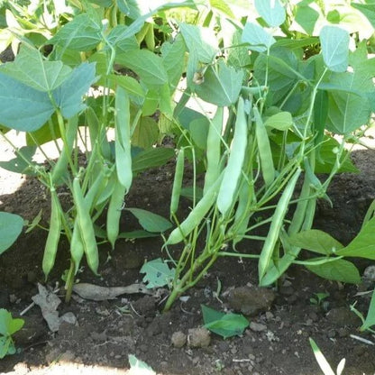 Survival Garden Beans seeds